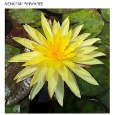 N. PINWAREE N. PINWAREE